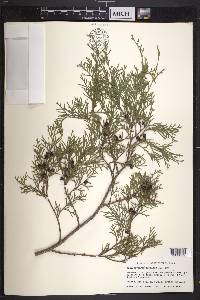 Chamaecyparis thyoides image