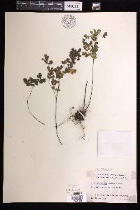 Adiantum raddianum image