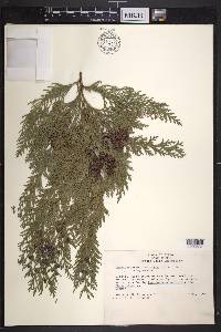 Chamaecyparis lawsoniana image