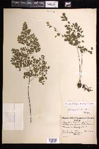 Adiantum raddianum image