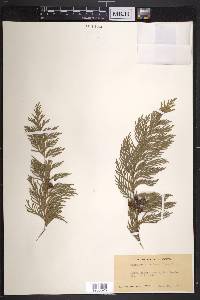 Chamaecyparis lawsoniana image