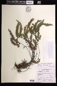 Adiantum hispidulum image