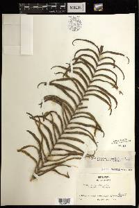 Pteris vittata image