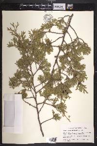 Chamaecyparis thyoides image