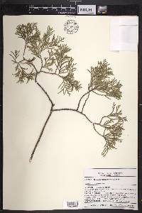 Chamaecyparis thyoides image