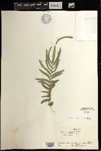 Pteris vittata image