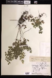 Adiantum raddianum image