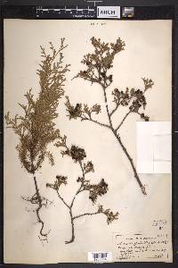 Chamaecyparis thyoides image