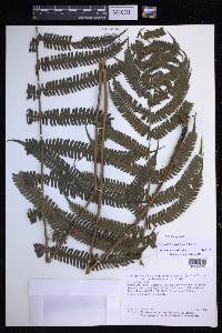 Steiropteris leprieurii image