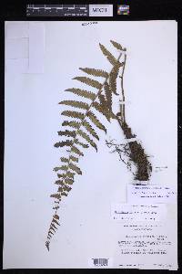 Amauropelta gracilis image