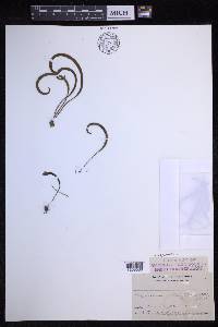 Oreogrammitis caespitosa image