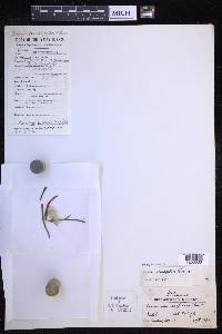 Oreogrammitis caespitosa image