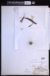 Oreogrammitis archboldii image