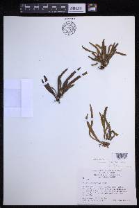 Notogrammitis billardierei image