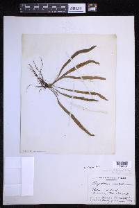 Notogrammitis billardierei image