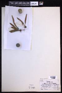 Oreogrammitis dorsipila image