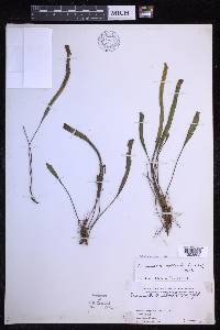 Oreogrammitis archboldii image