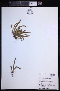 Notogrammitis billardierei image