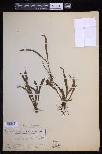 Notogrammitis billardierei image