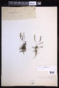Oreogrammitis caespitosa image