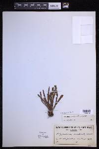Notogrammitis billardierei image