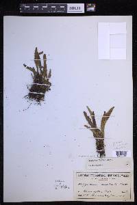 Notogrammitis billardierei image