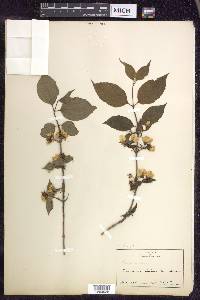 Philadelphus inodorus image