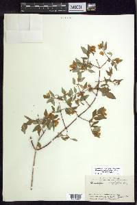 Philadelphus microphyllus var. microphyllus image