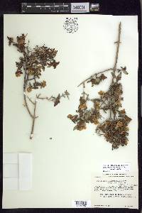 Philadelphus microphyllus image