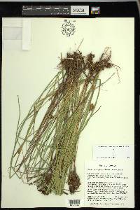 Carex neurophora image