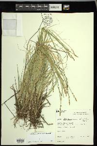 Carex bonanzensis image