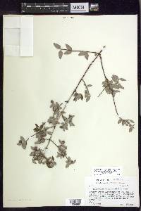 Philadelphus microphyllus image