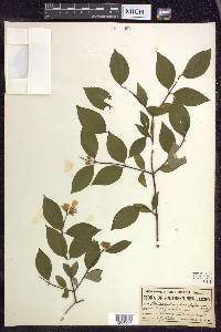 Philadelphus grandiflorus image