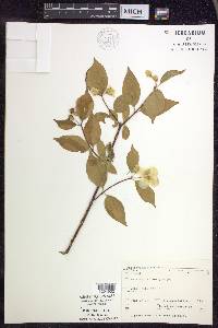 Philadelphus inodorus image