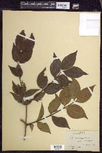 Philadelphus grandiflorus image