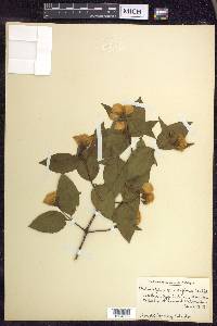 Philadelphus grandiflorus image