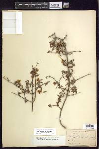 Philadelphus microphyllus image