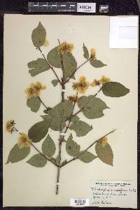 Philadelphus grandiflorus image