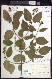 Philadelphus pubescens image