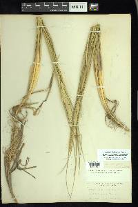 Ammophila breviligulata image