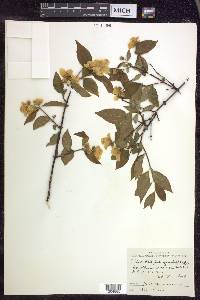 Philadelphus grandiflorus image