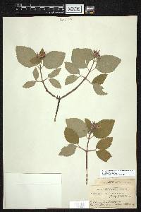 Jamesia americana var. americana image