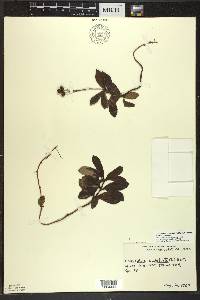 Chimaphila umbellata image