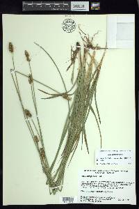 Carex xalapensis image