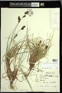 Carex sabulosa image