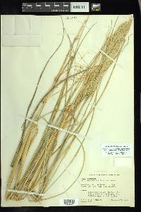 Ammophila breviligulata image