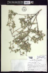 Philadelphus microphyllus image