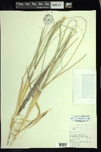 Ammophila breviligulata image