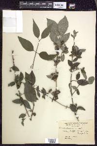 Philadelphus inodorus image