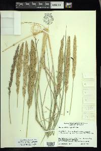 Ammophila breviligulata image